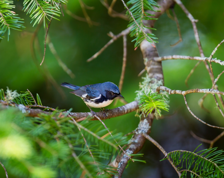 Bird in Tree