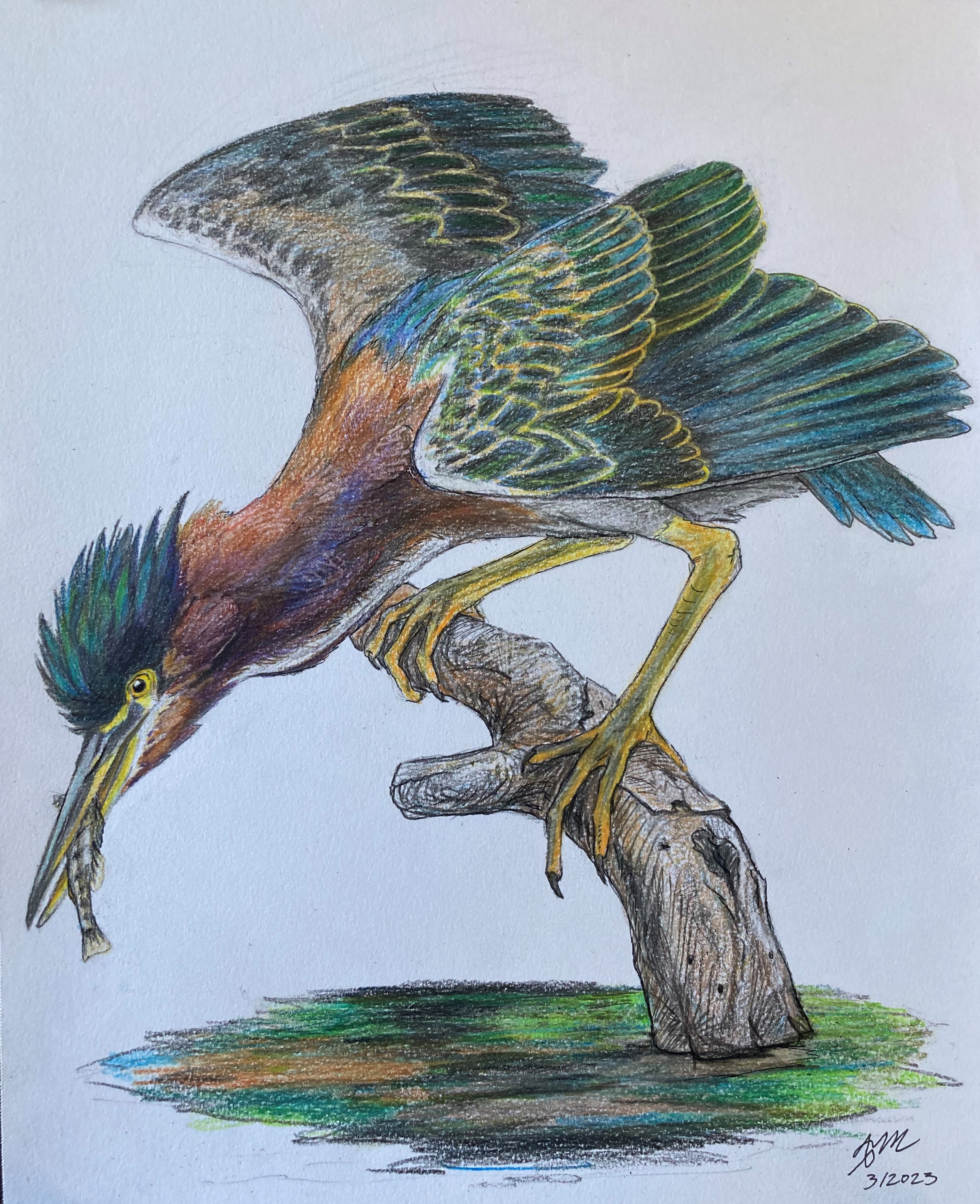 A drawing of a Green Heron perched on a log sticking out above the water. It is leaning forward, holding its fresh catch of a small fish in its beak.