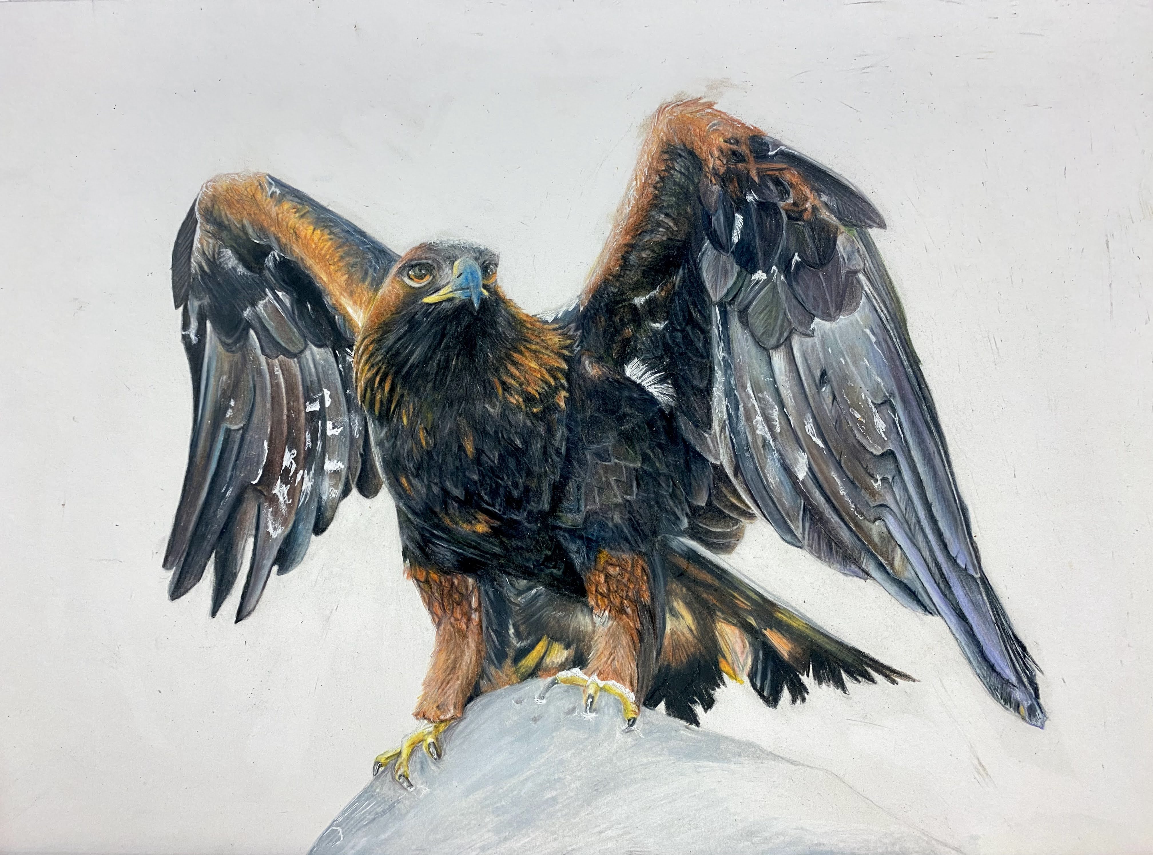 An intricately detailed colored-pencil drawing of a golden eagle sitting on a pale rock with its wings unfurling. 