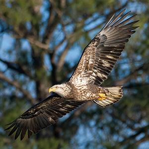 3 year old bald eagle flying in front of trees