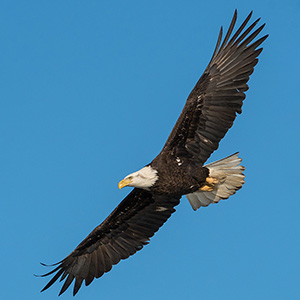 4 year old bald eagle flying