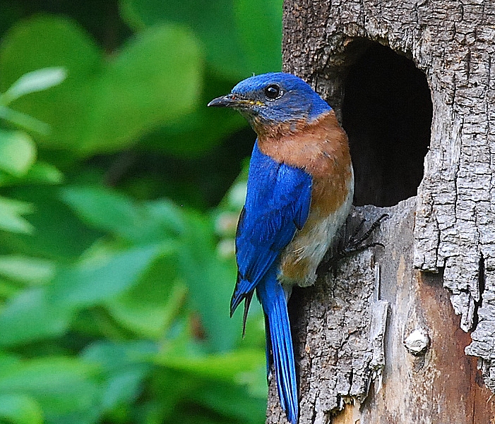 A male bluebird perched on an old tree.