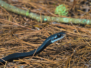 Black snake in pinestraw