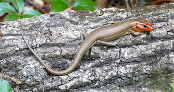 Adult Broadhead Skink