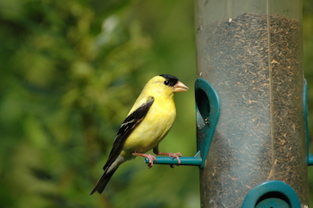 American Goldfinch