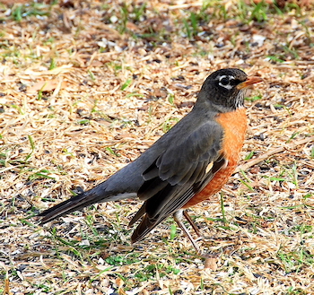 American robin on ground