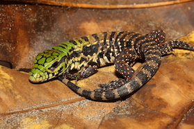 Juvenile Tegu