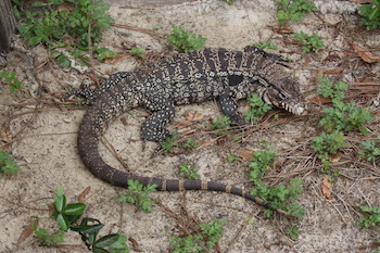 black and white reptile