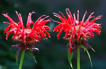 Beebalm