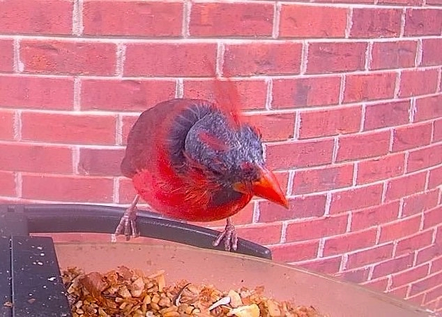 Balding cardinal at a feeder with a brick wall in the background