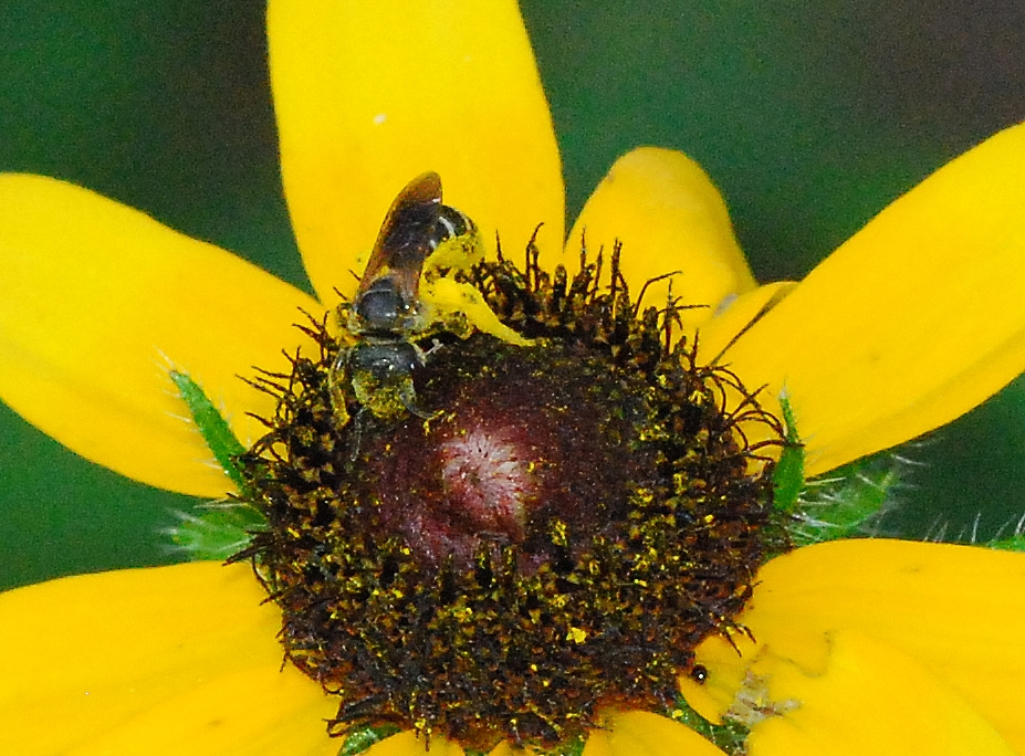 Bee dusted in pollen sitting on a yellow flower.