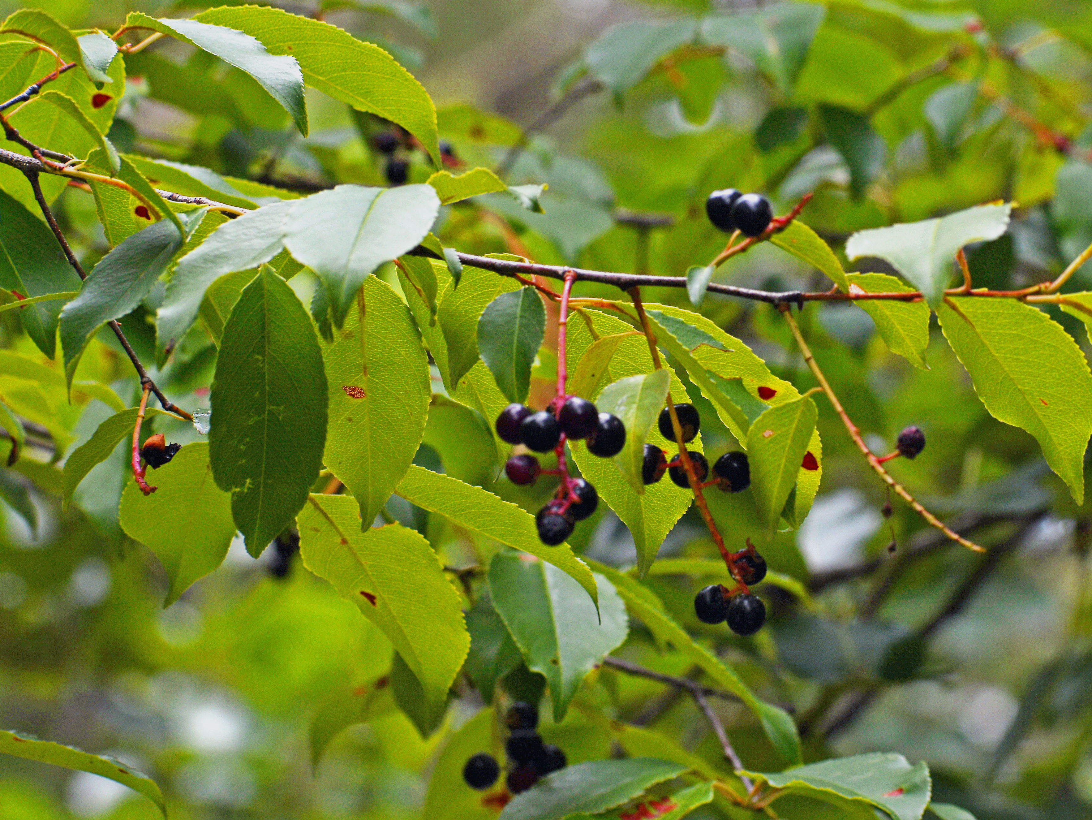 Black cherry fruits (Terry W. Johnson)