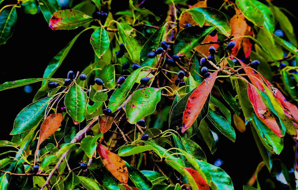 Black Gum tree leaves