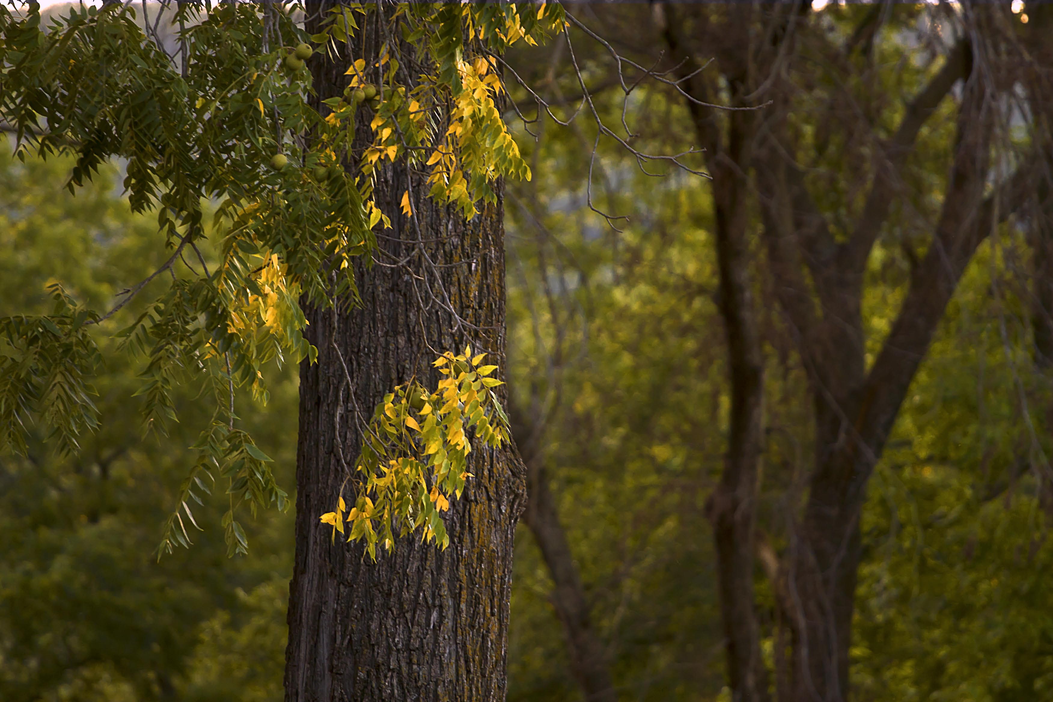 A forest of black walnut trees.