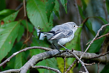 A Blue-gray Gnatcatcher perched on a limb. There is green foliage in the background.