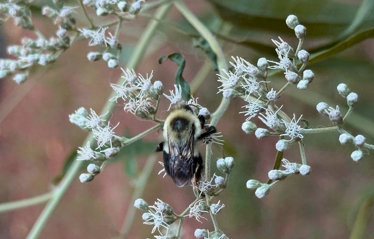A bumblebee on a boneset plant