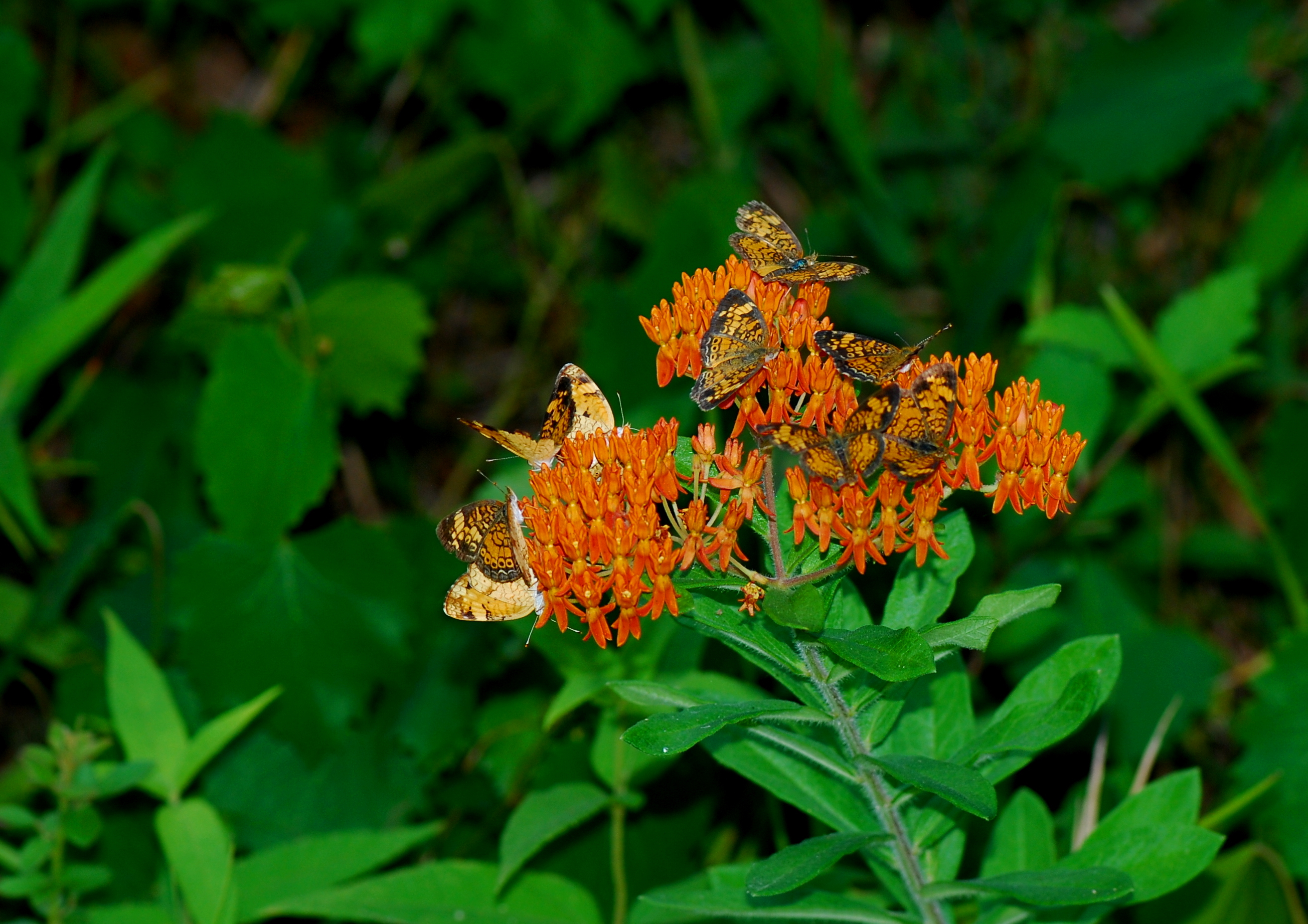 Several butterflies sit perched on an ornage butterfly weed.