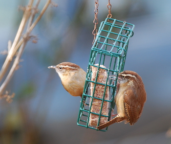 Carolina wrens sitting on bird feeder