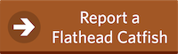Report a Flathead Catfish Button