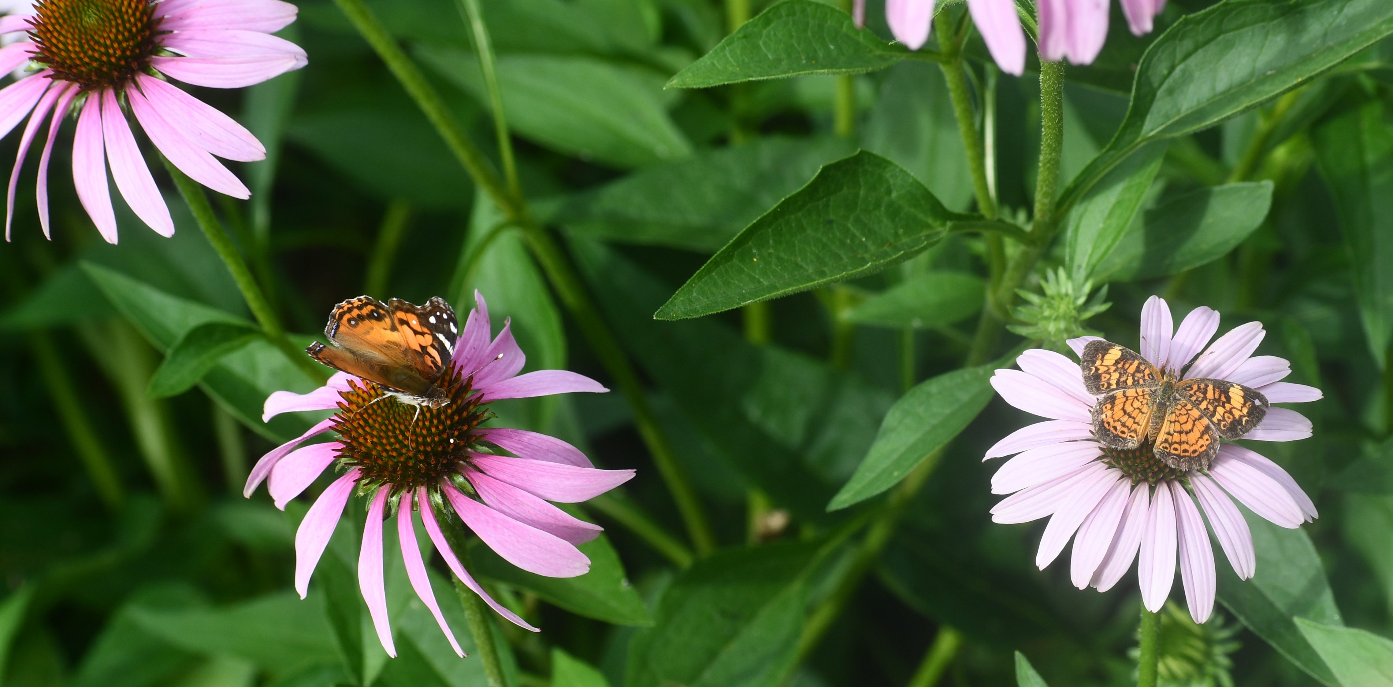 Cornflower with pearl crescent butterflies