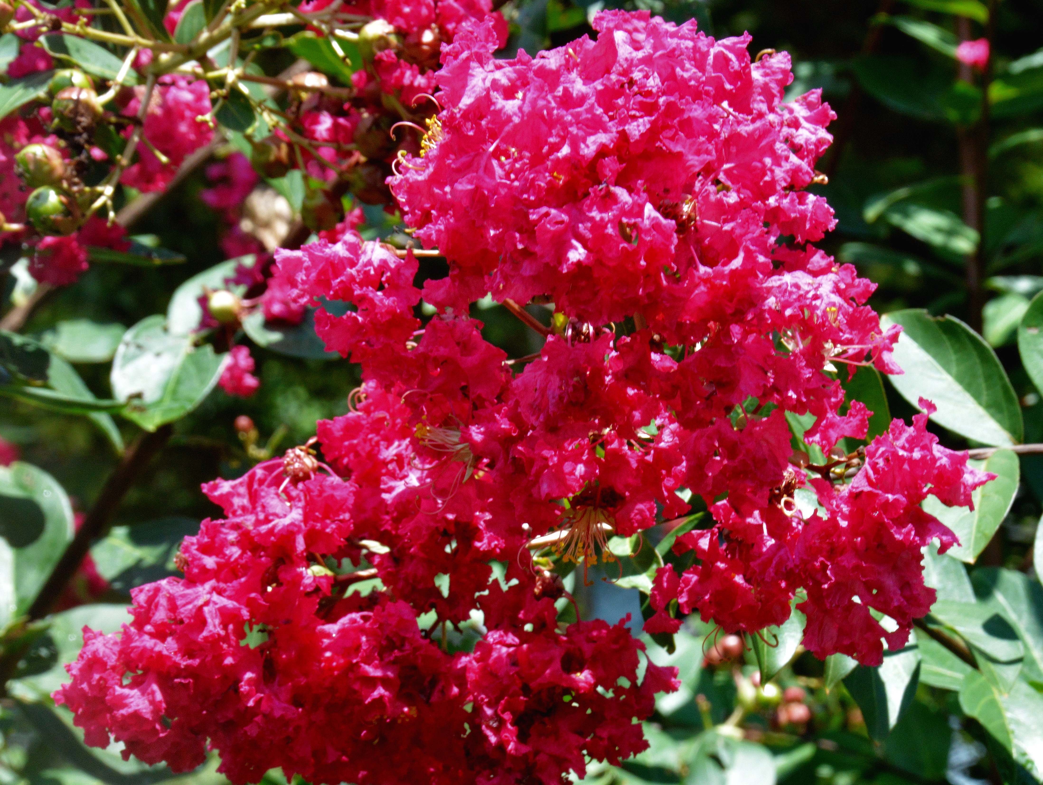 Ruffled crape myrtle blooms in shades of ruby to pink against green leaves