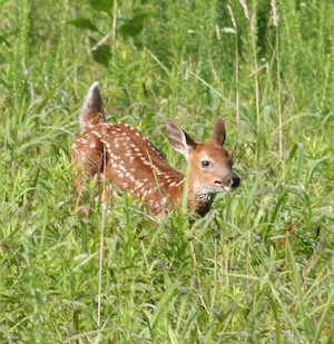 Fawn in grass