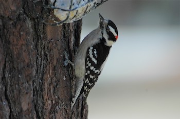 Downy Woodpecker