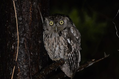 Screech owl on branch, gray phase