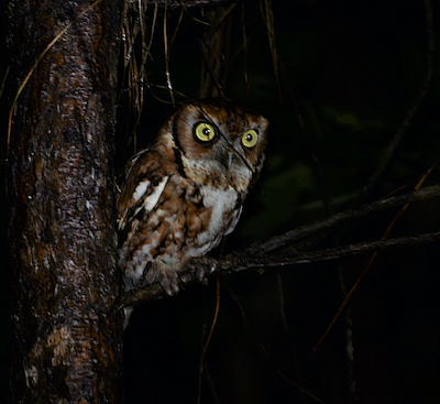 Screech owl on tree, red phase