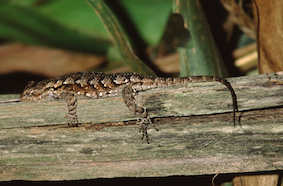 Eastern Fence Lizard