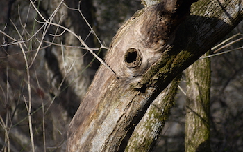 Cavity in tree