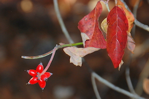 Flowering dogwood berries