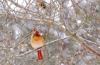 Out My Backdoor: The Christmas Card Bird  Department Of Natural Resources  Division