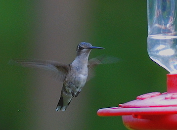 Female Ruby-throated hummingbird at feeder