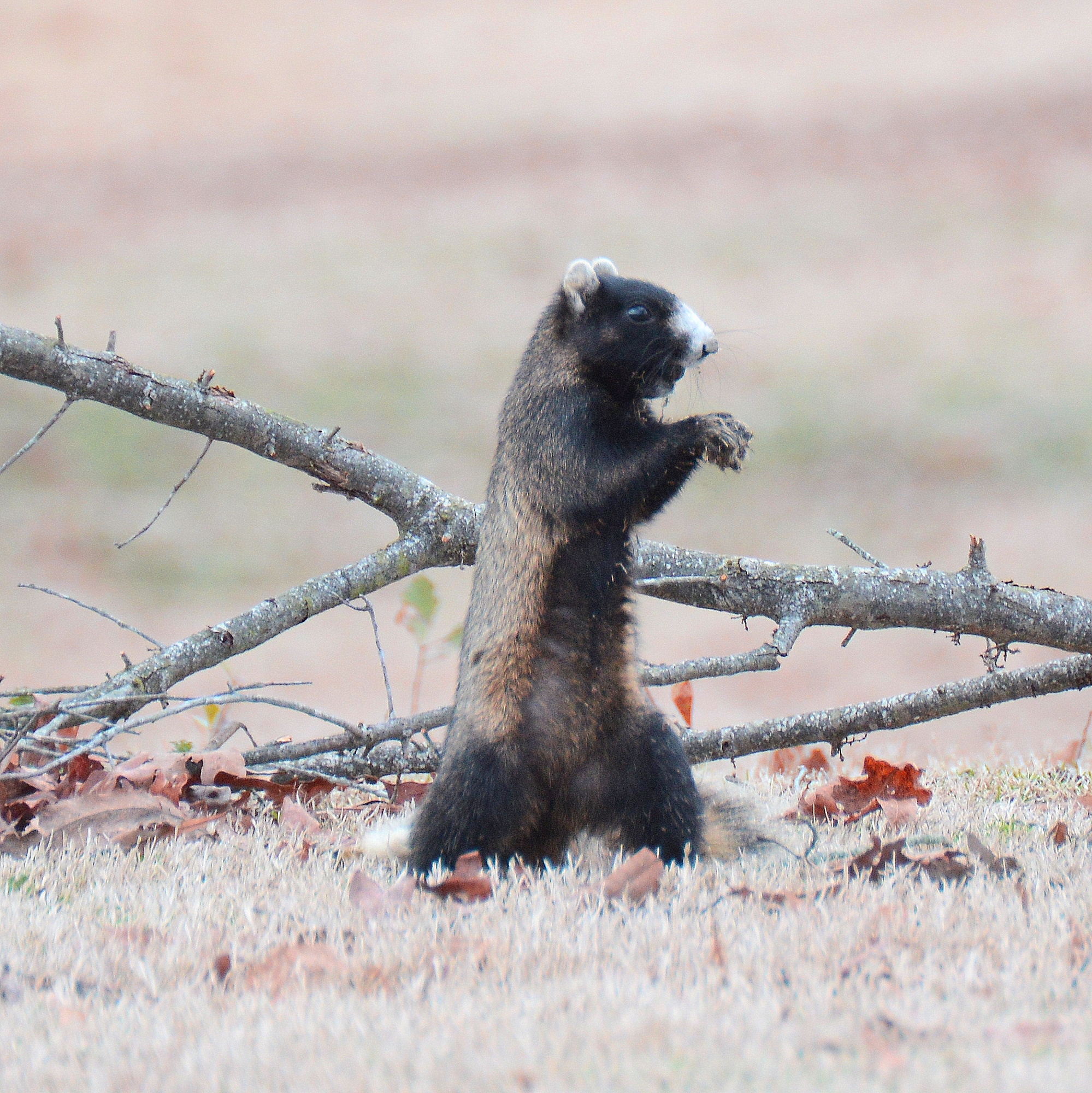 Fox squirrel with white face, standing up on hind legs.