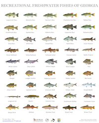 Freshwater Fish Poster