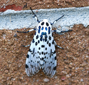 small white moth with black spots