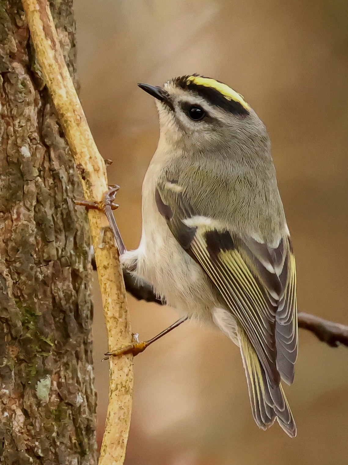 Golden crowned kinglet on a tree