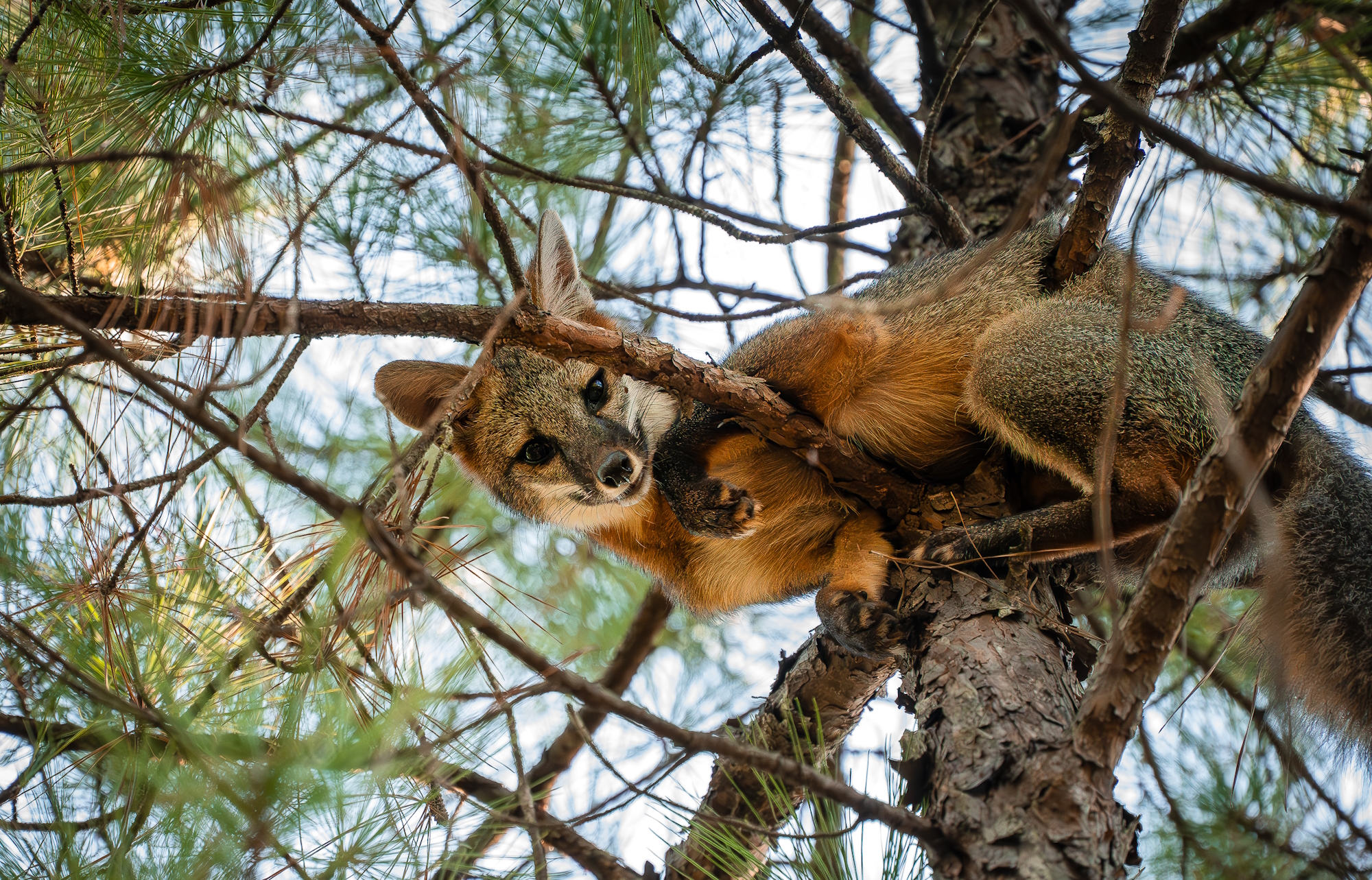 Gray fox in a pine tree.