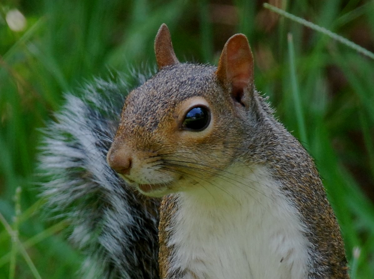 Gray squirrel in a field.