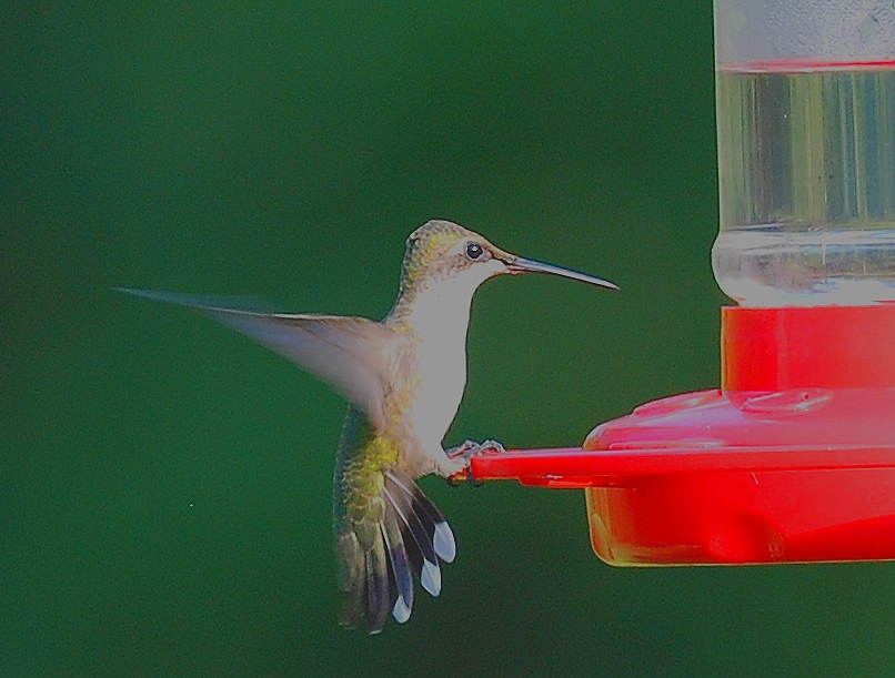 A hummingbird perched on a feeder.