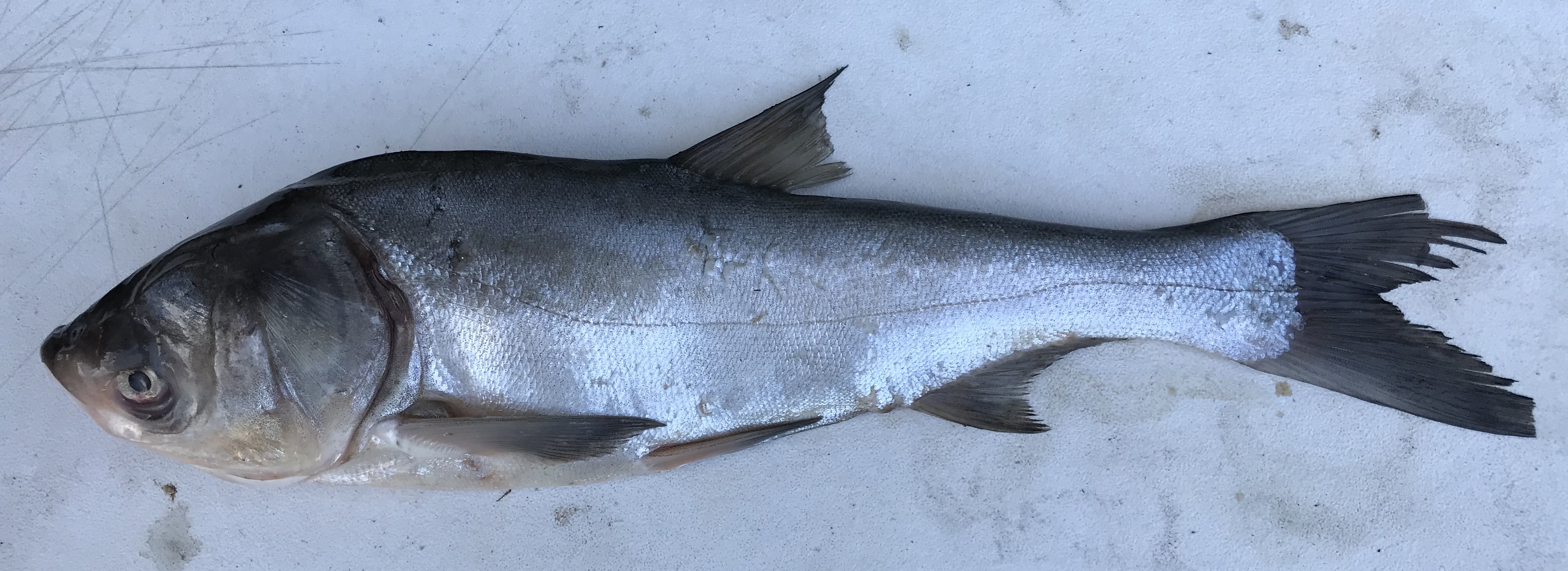 A silver carp lays flat on a table.