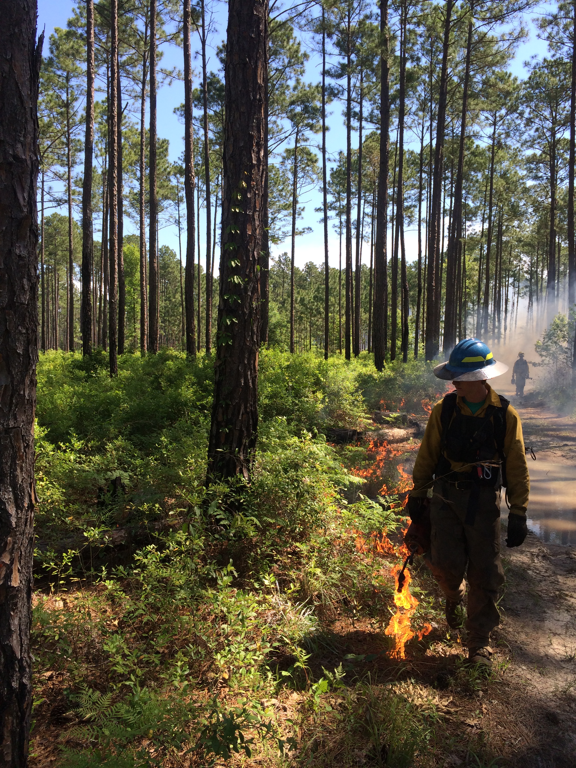A member of the interagency burn team dressed in a yellow firesuit holds a red drip torch, lighting a controlled burn line in the woods.