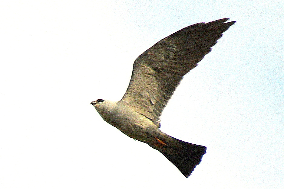 Did you know it's illegal to possess most bird feathers? - Shadows