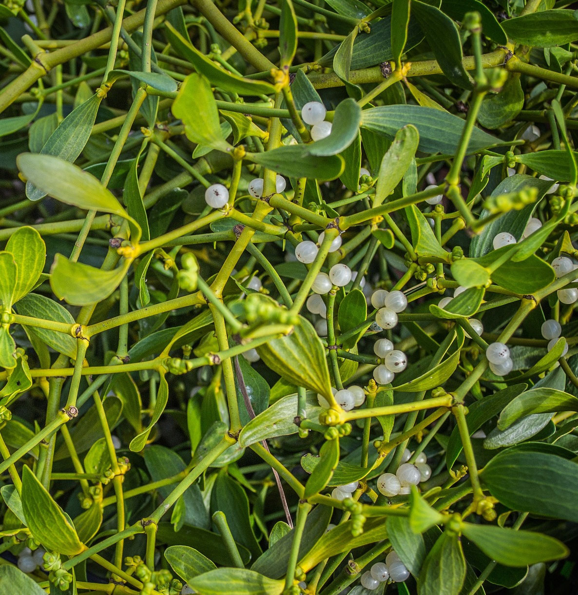 A cloae up image of mistletoe with white berries.