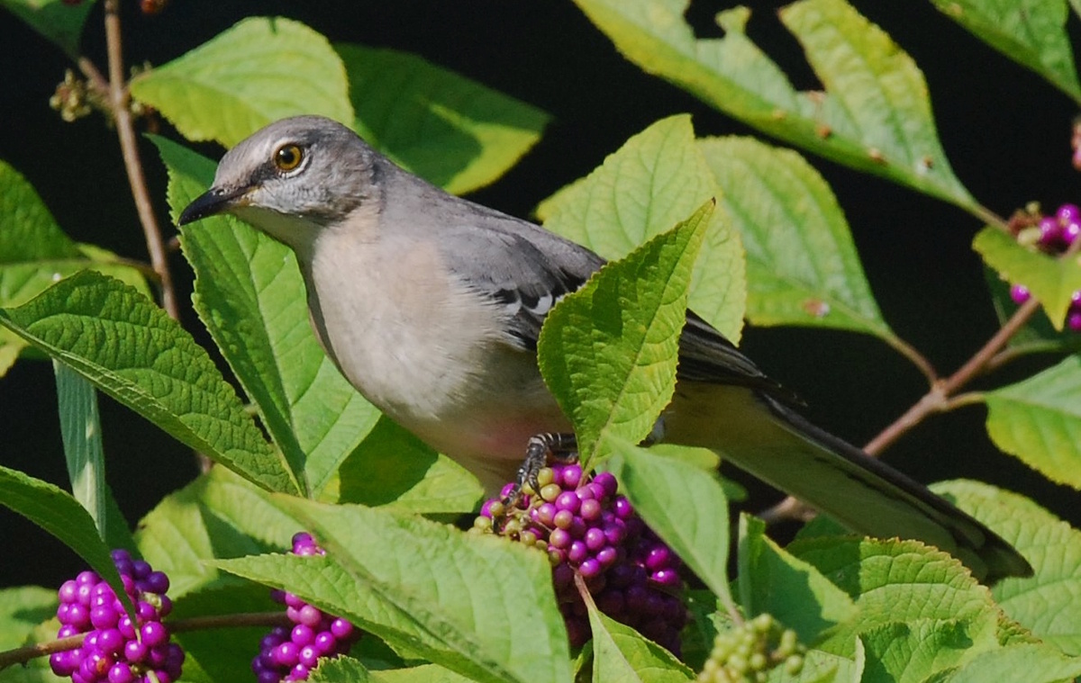 A gray northern mockingbird perched among bright green leaves, standing on a cluster of vivid purple American beautyberry berries.