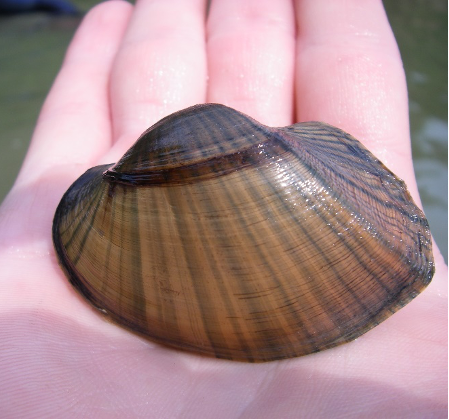 Freshwater Mussels — Benefits and Threats - Southern Appalachian