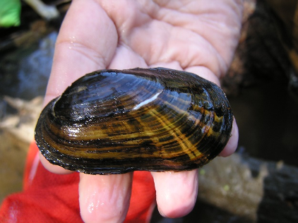 Natural Fish Lure  Lampsilis Mussel and Bass 