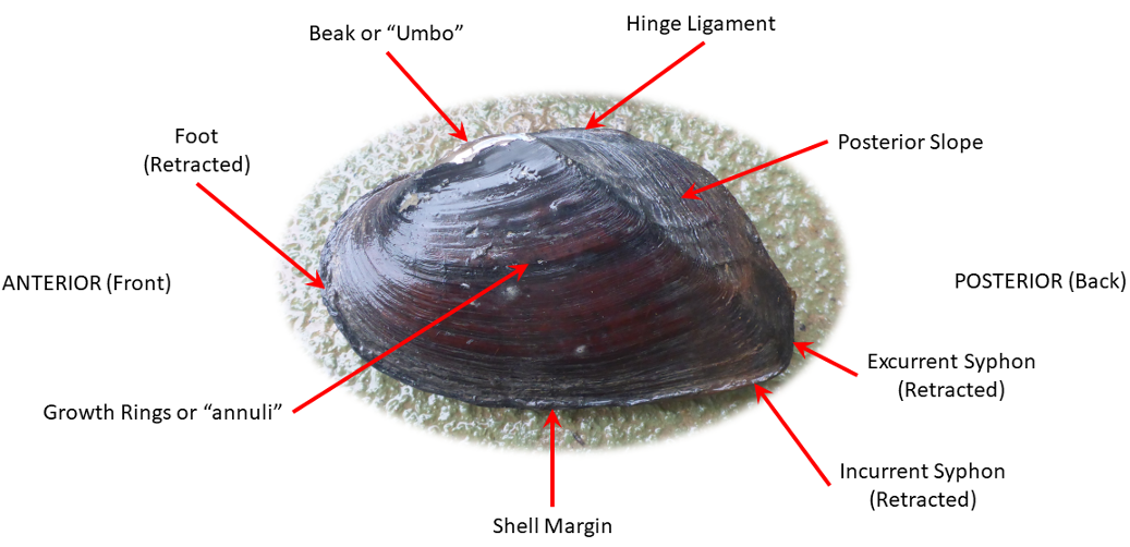 Gaping behaviour of mussels in different treatments and