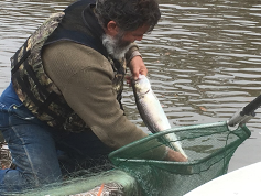 Shad going into net